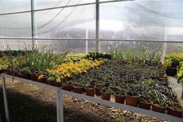 Rize'de sera alanında meyve fidanı ve bitki satışları devam ediyor