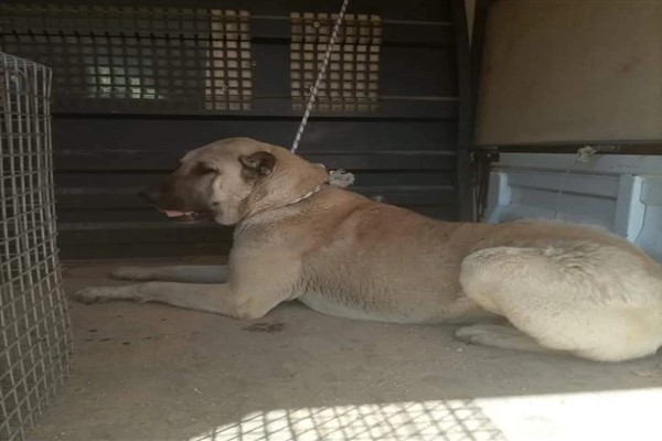 Can dostlar koruma altına alınıyor