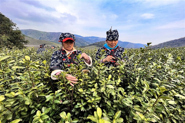 Çin'de çay hasadı zamanı