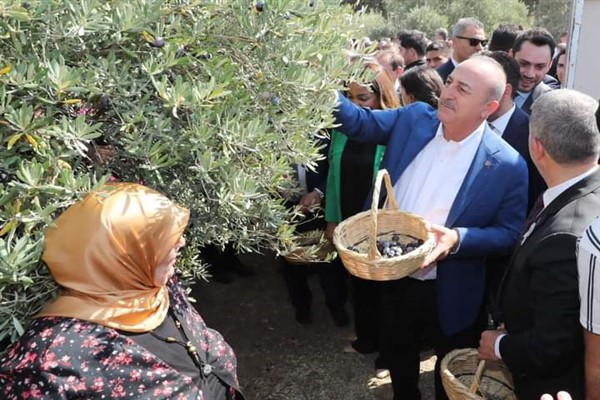 Bakan Çavuşoğlu, Altınözü'nde zeytin topladı