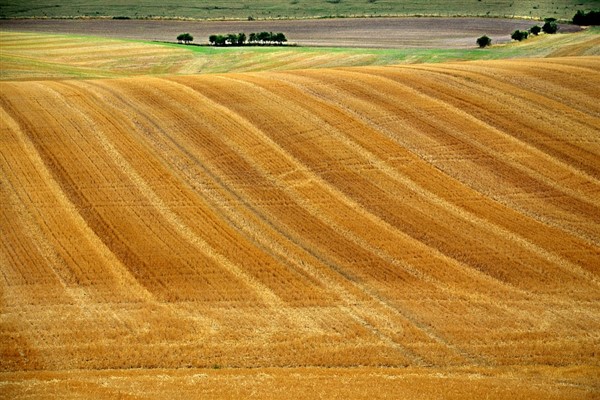 Çiftçilere 12 milyon 832 bin 991 liralık destekleme ödemeleri bugün yapılacak