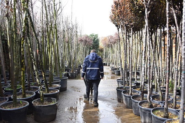 Kadıköy Belediyesi ücretsiz ağaç dağıtacak