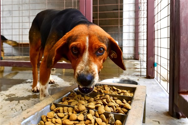 İzmir Büyükşehir Belediyesi can dostlar için mama üretimine başladı