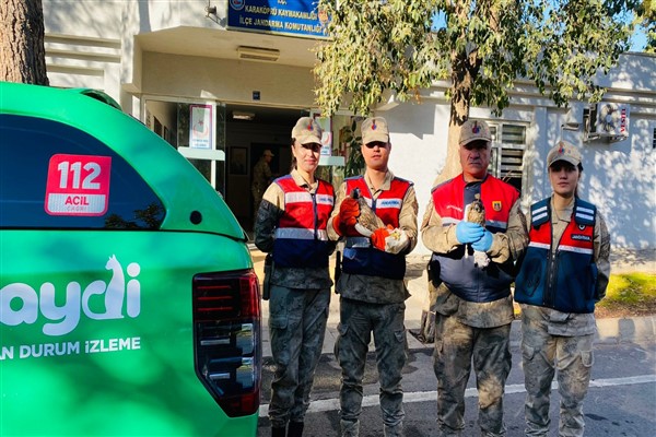 Şanlıurfa'da Doğan kuşu bulundu