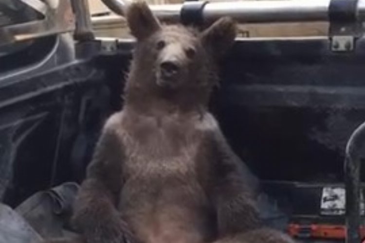 Düzce'de Balı Fazla Kaçıran Ayıyı Bal Tuttu!