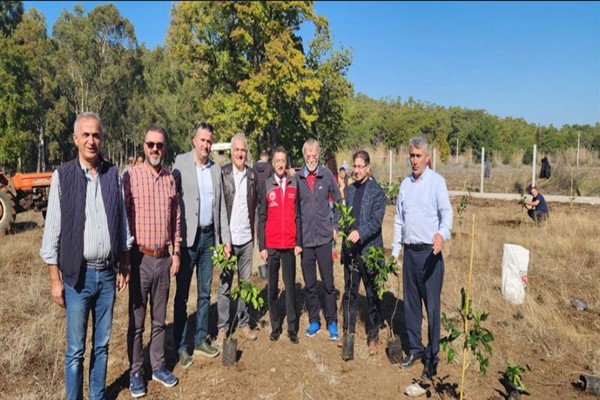 Marmaris’te Rize mandalinası bahçesi kuruldu