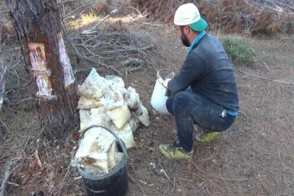 Trakya’da sahil çamından 30 ton  reçine üretimi yapıldı