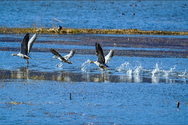 COP14'te Çin'den öneriler