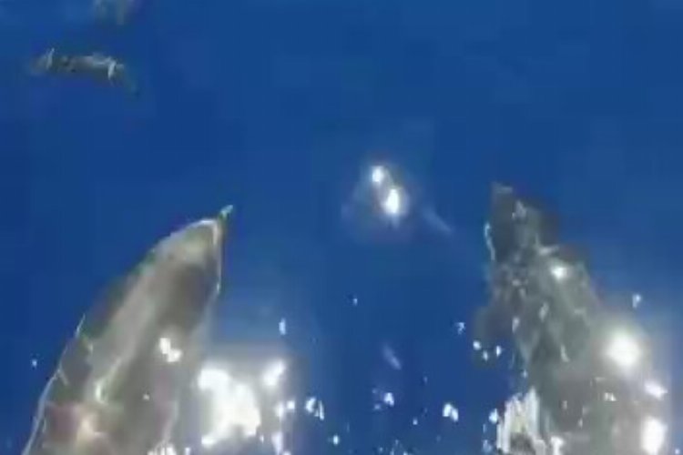 Saros Körfezi’nde Yunusların 'veda' dansı!