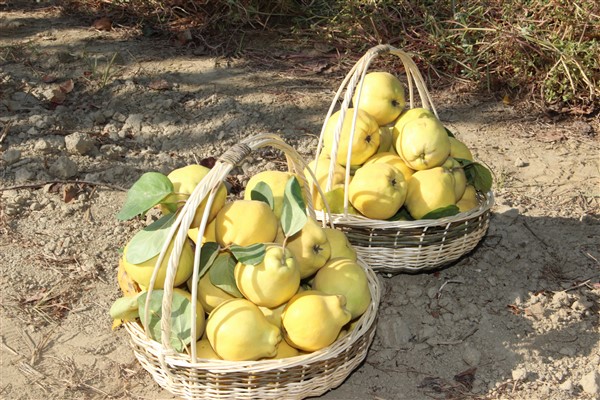 İzmir'de "Ayva Hasat Töreni” düzenledi