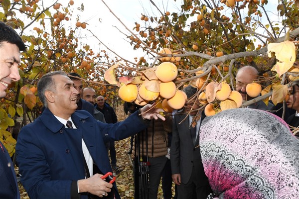Gölbaşı'nda cennet hurması hasadı başladı