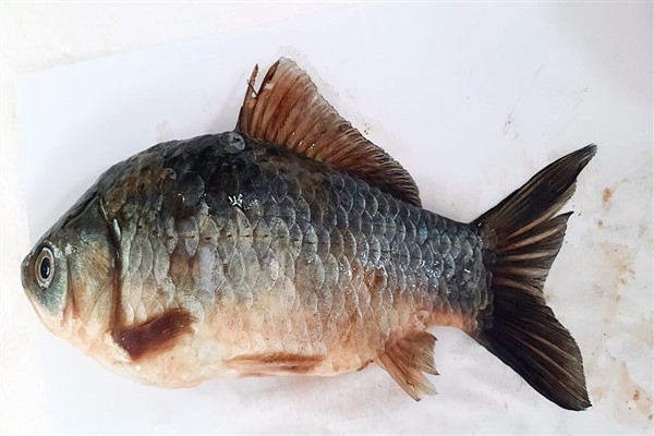 Harran Üniversitesi, istilacı sazan balıkları için proje üretiyor