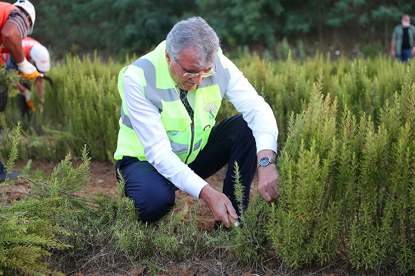 Sakarya'da biberiye üretimi 12 tona ulaştı