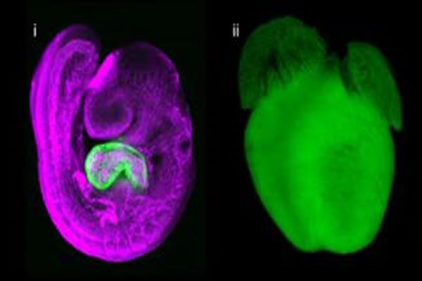 Çinli araştırmacılar, kanser araştırmalarında çığır açacak bir buluşa imza attı
