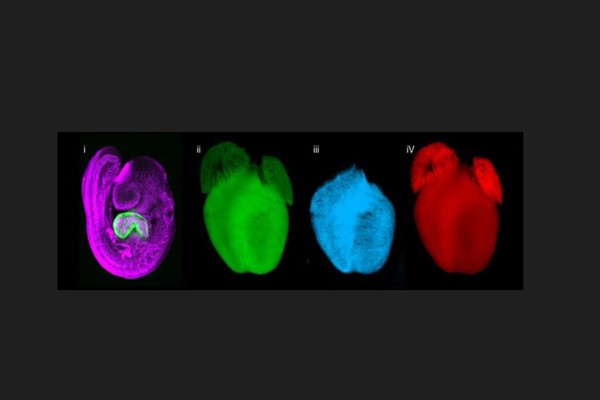 Çinli bilim insanlarından hücrelerarası etkileşimi aydınlatan yeni buluş