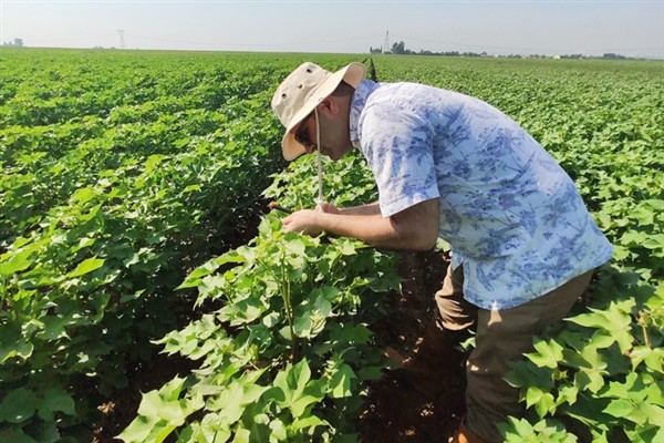 Şanlıurfa'da zararlı böcekleri teşhis edebilecek proje geliştirildi