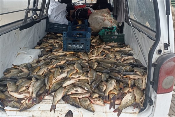 Şanlıurfa'da kaçak avlanan yarım ton balık ele geçirildi