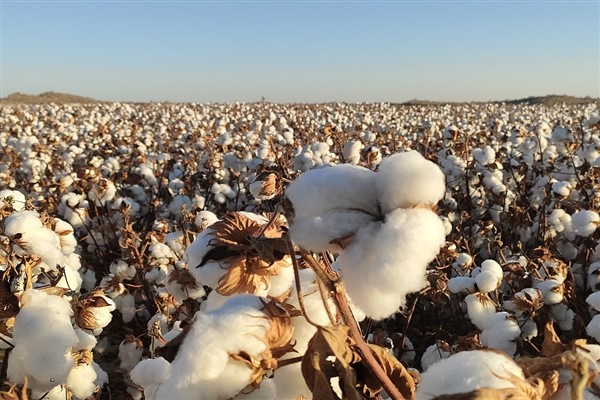 Çin’de 2022 yılında pamuk üretimi yüzde 4,3 arttı