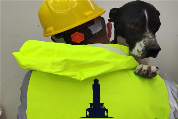 İzmir Büyükşehir Belediyesi depremden etkilenen hayvanların tedavilerini sağlıyor